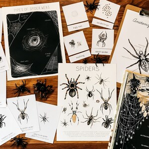 Scientists Draw New Spider Web Family Tree, NOVA