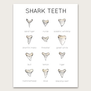 Shark Teeth Poster/Art Print