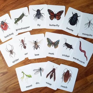 Bug Preschool/Early Education Bundle image 5