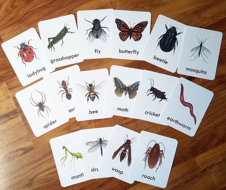 Bug Preschool/Early Education Bundle image 5