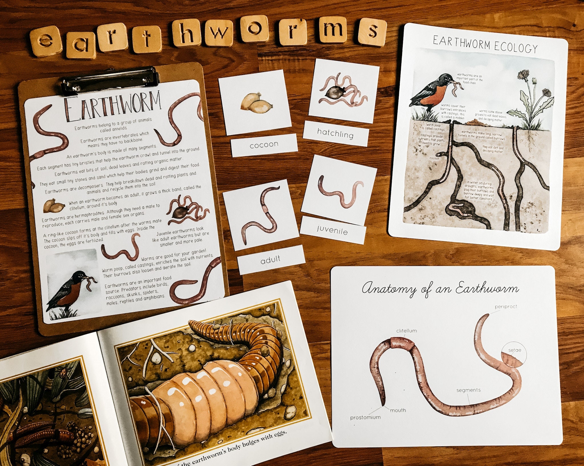 Earthworm Mini Study - Etsy