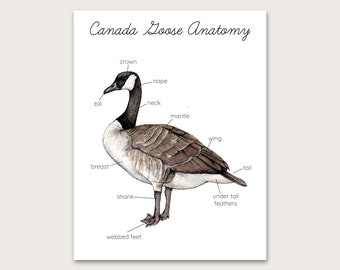 Canada Goose Anatomy Poster/Art Print