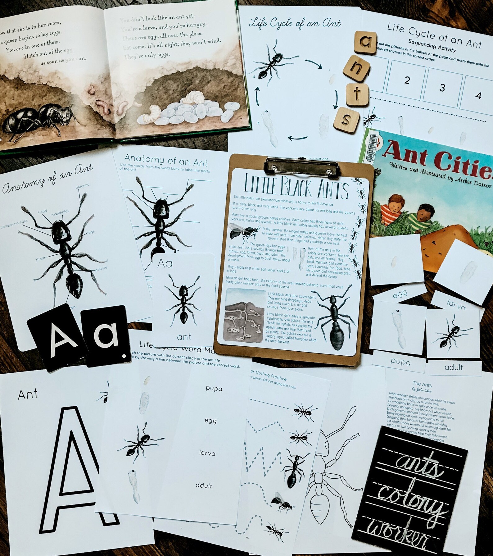 Ant Mini Nature Study - Etsy