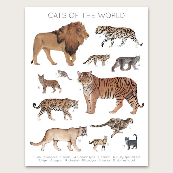 Cats of the World Poster Art Print