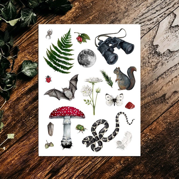 Nature Finds and Curiosities Art Print