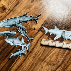 Étude unitaire sur les requins image 10