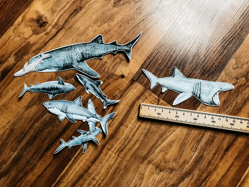 Étude unitaire sur les requins image 10