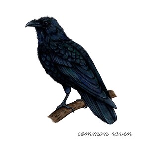 Raven Study Slipons main image 0