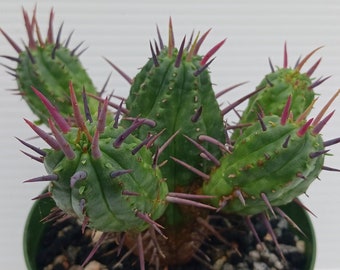 Euphorbia ferox--gnarly spines, great color--low water--full 4" pot