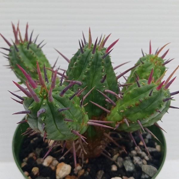 Euphorbia ferox--gnarly spines, great color--low water--full 4" pot