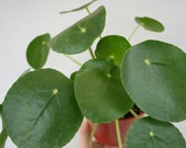 Pilea peperomioides Free shipping Money plant UFO plant Pancake plant Unique houseplant-well established in a 4 quot pot