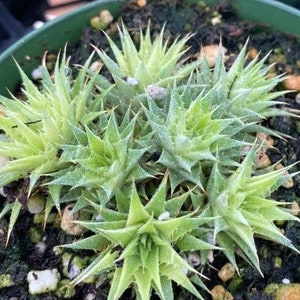 Deuterocohnia brevifolia 4" pot