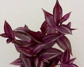 Tradescantia 39 Burgundy 39 Vivid colors easy to grow multiplies fast Great as a gift 4 quot pot
