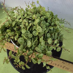 String of Turtles--full 4&quot; pot