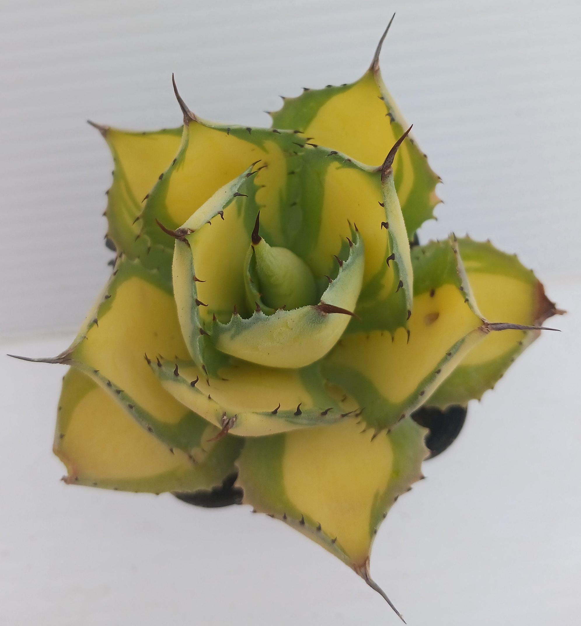 Agave 'rum Runner'--dwarf, Brightly Variegated, Produces Offsets--2"  Overgrown Pot - Etsy