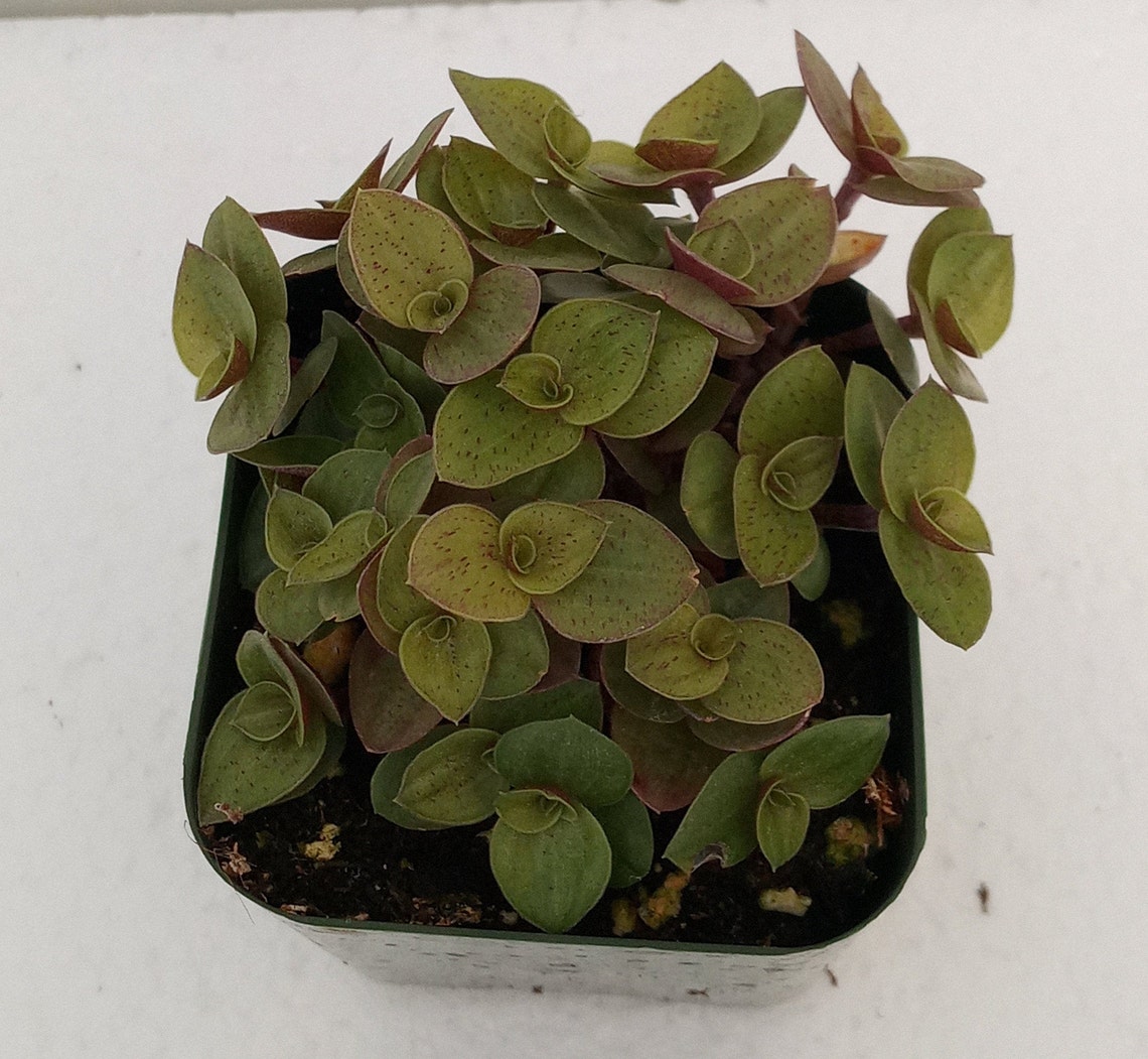 Bolivian Turtle VineCallisia repens2 potFree | Etsy