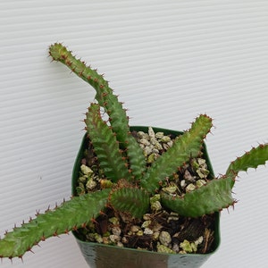 Euphorbia stellata--trailing caudiciform-amazing collectors' plant--seed grown from nursery stock--2.5 yr. old. plant