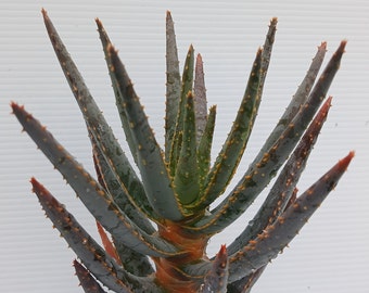 Aloe ramosissima--amazing tree Aloe--4" pot