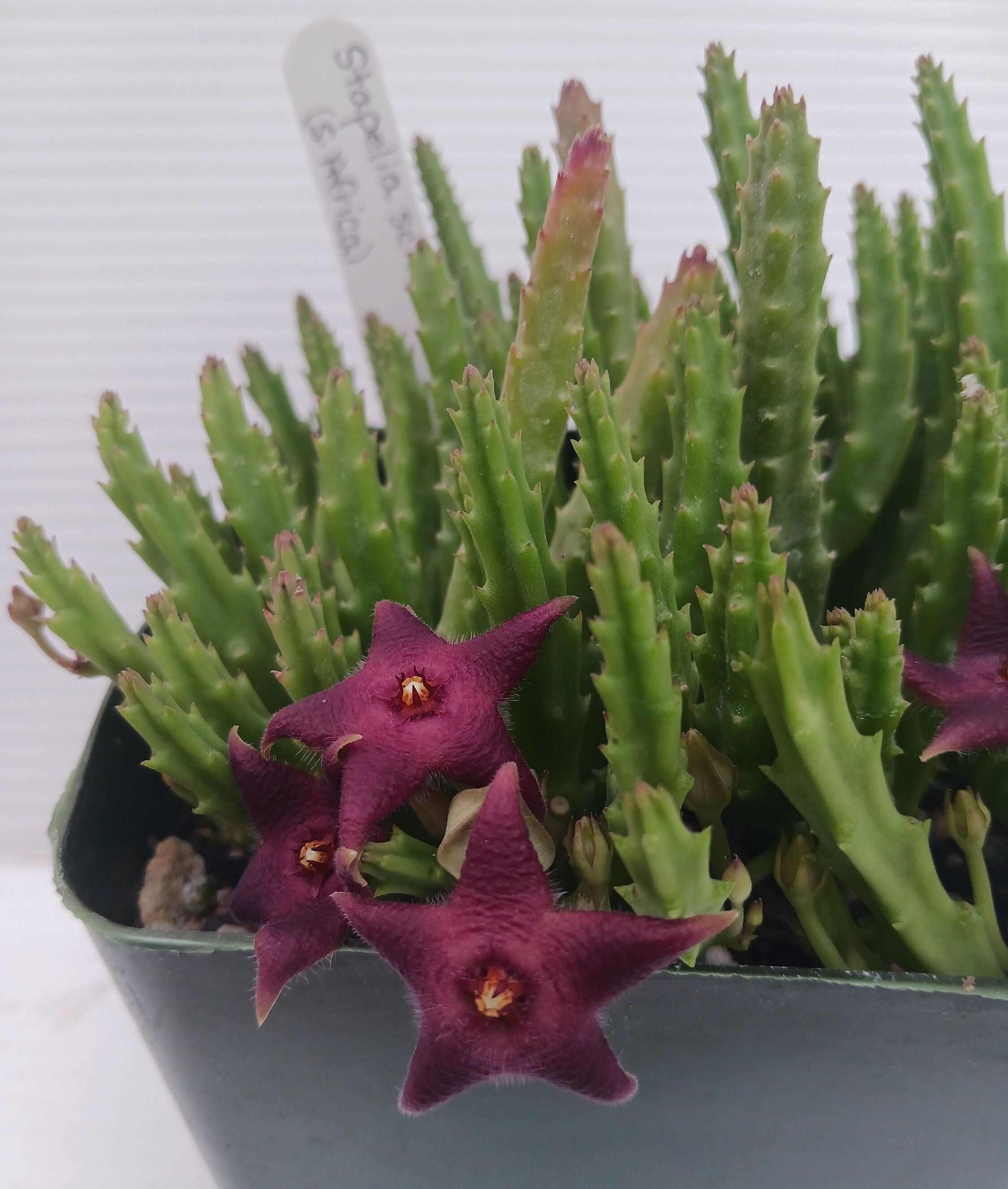 Stapelia Scitula--