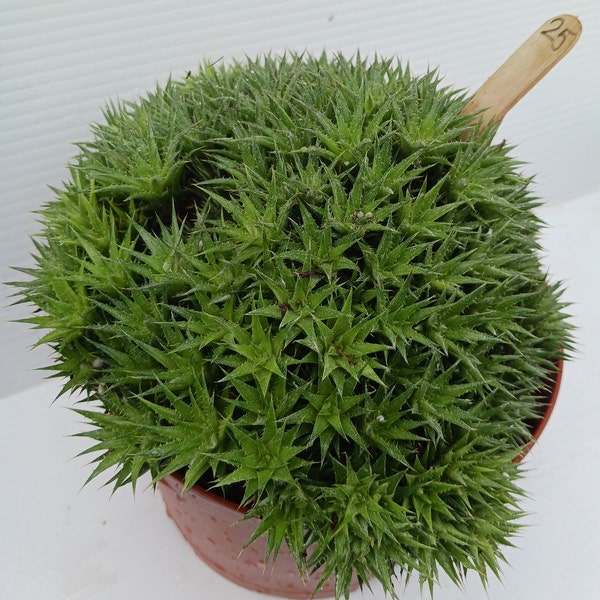 Deuterocohnia brevifolia specimen in 6” pot--free shipping–#25