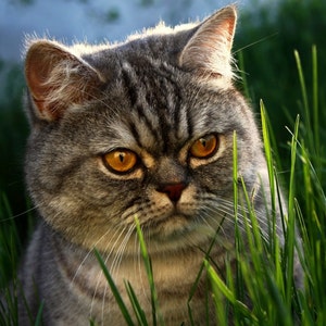 Puede incluir: Primer plano de un gato atigrado gris con llamativos ojos anaranjados, parcialmente oculto por hierba verde. El pelaje del gato tiene un patr&oacute;n rayado. La imagen est&aacute; bien iluminada, resaltando las caracter&iacute;sticas del gato y la textura del pelaje.