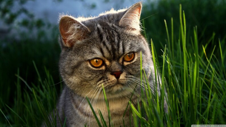 Puede incluir: Primer plano de un gato atigrado gris con llamativos ojos anaranjados, parcialmente oculto por hierba verde. El pelaje del gato tiene un patr&oacute;n rayado. La imagen est&aacute; bien iluminada, resaltando las caracter&iacute;sticas del gato y la textura del pelaje.