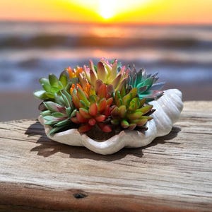 May include: A small arrangement of colorful succulents planted in a white seashell planter. The planter is sitting on a weathered wooden surface with a blurred background of a sunset over the ocean.
