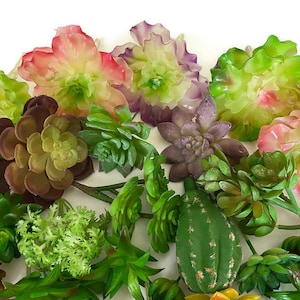 Cheap Wholesale Succulents, Wholesale Succulents, Cheap Succulents, Wholesale Plants