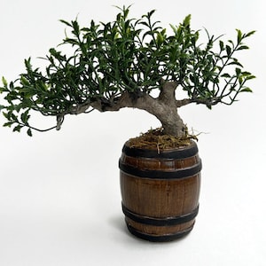 May include: A small green bonsai tree in a brown barrel-shaped pot. The tree has a thick trunk and many branches with small green leaves.