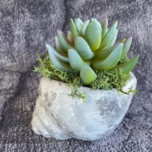 Faux Finger Succulent Shell Planter, Artificial Finger Succulent Seashell Arrangement, Concrete Seashell Planter