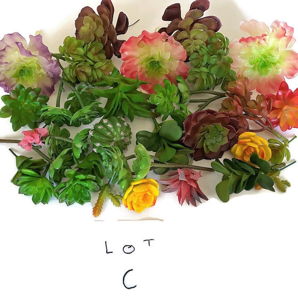 Wholesale Succulents Etsy