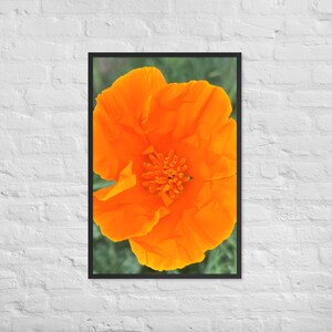 Poppy Flower, Poppy Print Framed poster