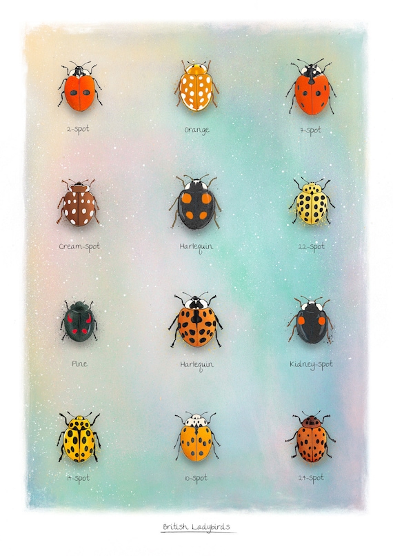 Ladybug Identification Chart