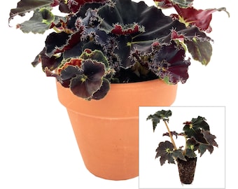 Begonia 'Black Mamba', starter plant