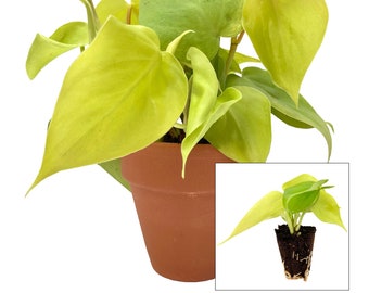 Philodendron 'Neon', starter plant