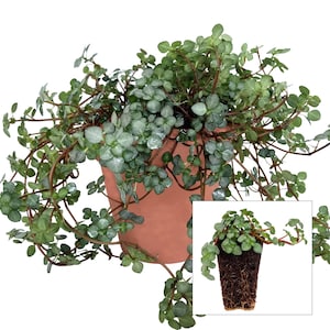 Pilea glauca 'Aquamarine', starter plant