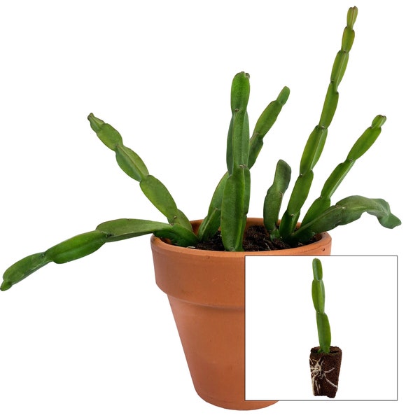 Rhipsalis paradoxa, starter plant