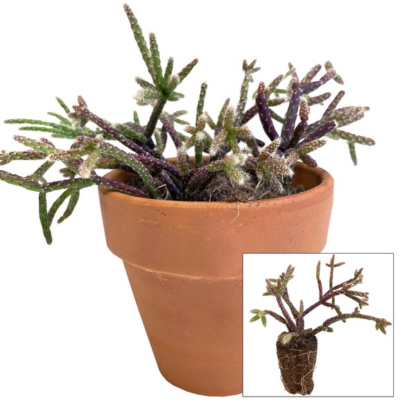 Rhipsalis pilocarpa, starter plant
