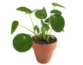 Pip, the Pilea peperomioides (Chinese Money Plant)