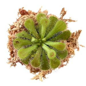 Drosera dielsiana image 1