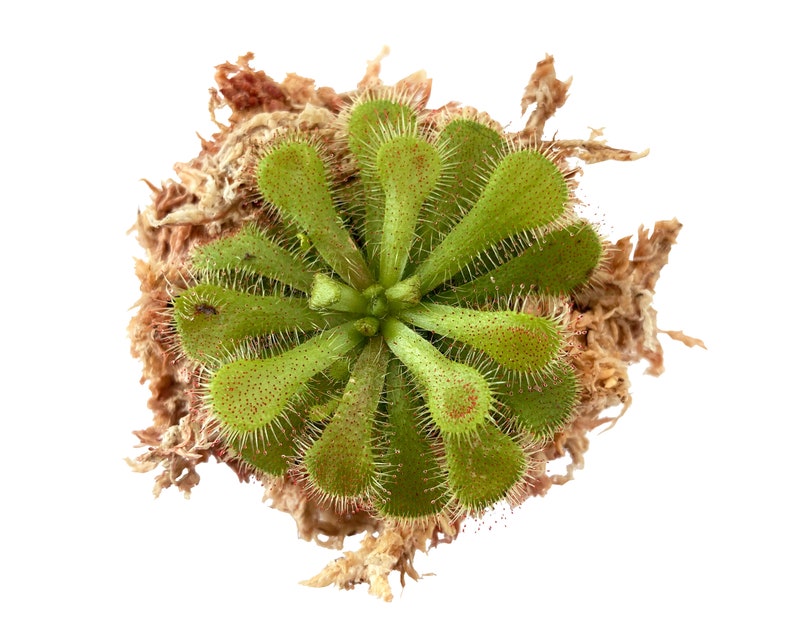 Drosera dielsiana image 1