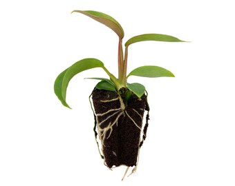 Philodendron joepii, starter plant