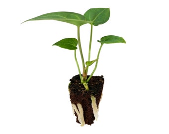 Anthurium clarinervium, starter plant