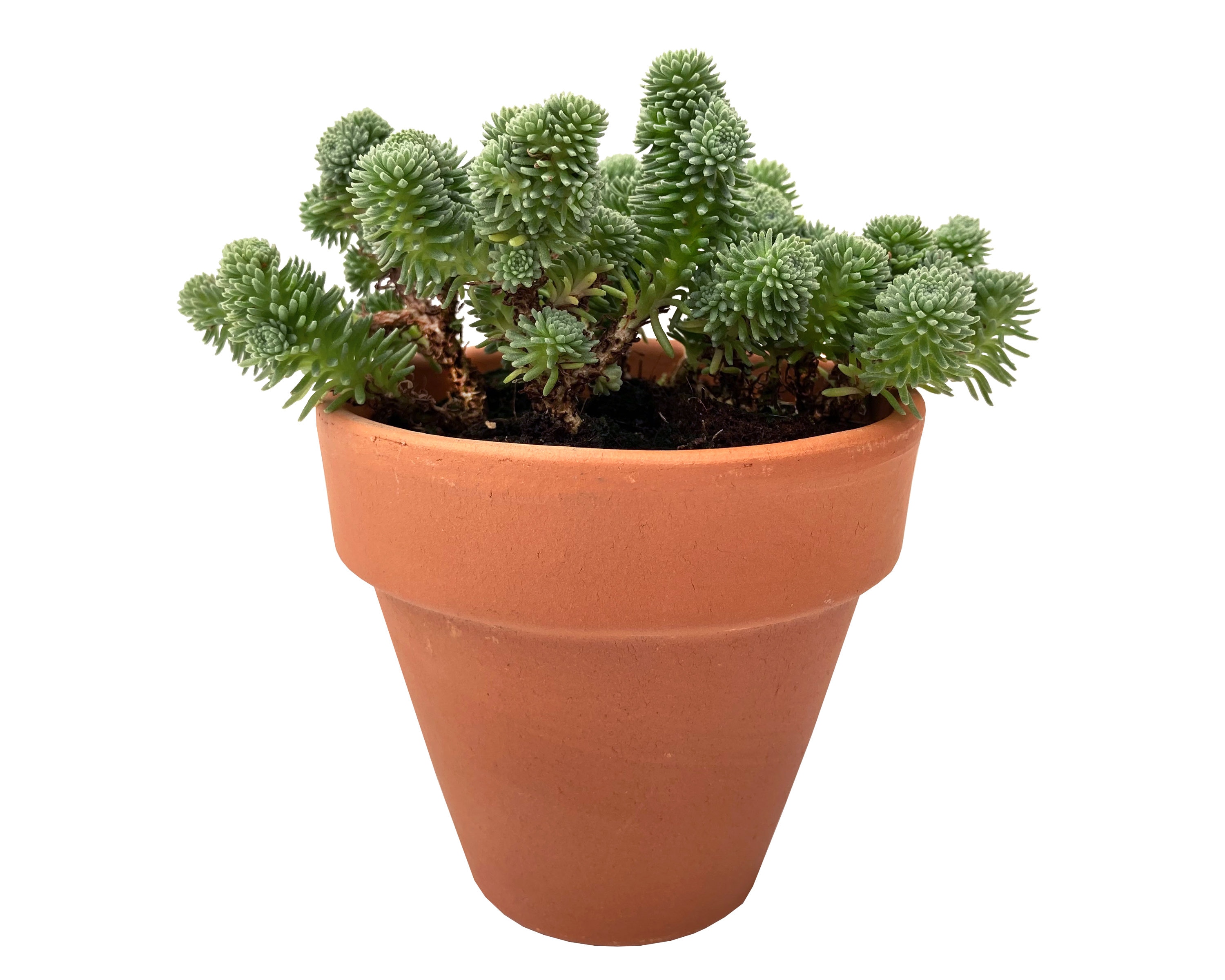 Joshua, the Sedum multiceps (Miniature Joshua Tree)