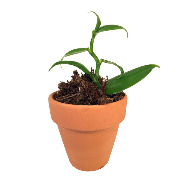 Vanilla Bean Plant Etsy