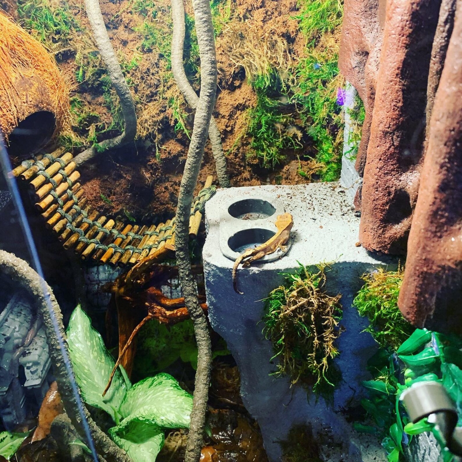 Crested Gecko Terrarium Background With Hiding Spot and Etsy