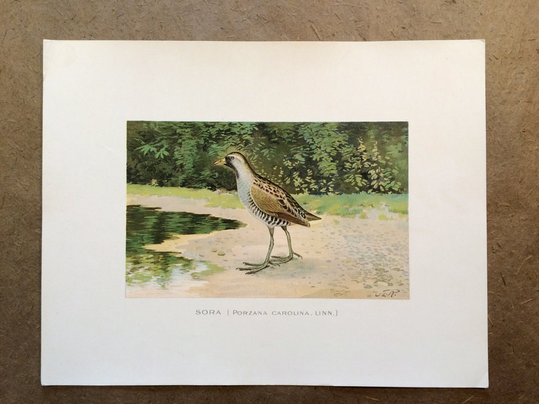 Antique Sora Print From 1902 Portfolio of Fish and Game of the State of ...