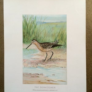 Grabado antiguo de Dowitcher de 1902 Cartera de pesca y caza del estado de Nueva York Séptimo informe