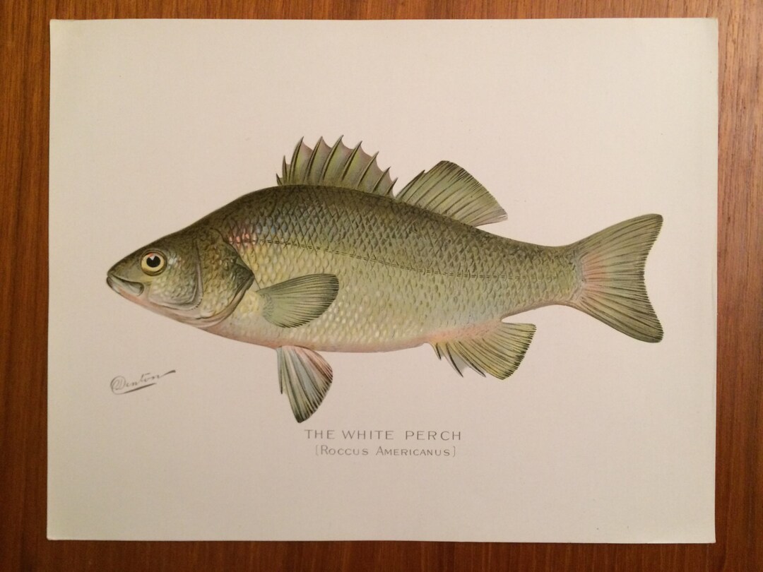 Antique Denton White Perch Fish Print From 1902 Portfolio of Fish and ...