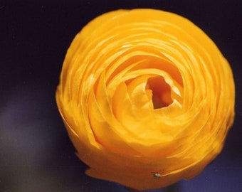 May include: A single, bright yellow ranunculus flower with a tightly curled center. The flower is in focus against a dark background.